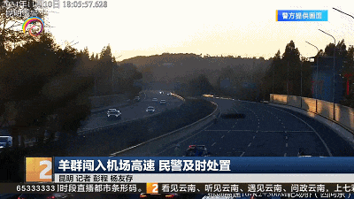 皇冠信用網代理_危险皇冠信用網代理!昆明机场高速突然闯入一群……