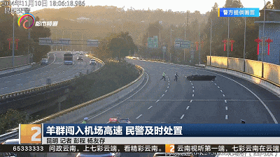 皇冠信用網代理_危险皇冠信用網代理!昆明机场高速突然闯入一群……