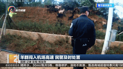 皇冠信用網代理_危险皇冠信用網代理!昆明机场高速突然闯入一群……