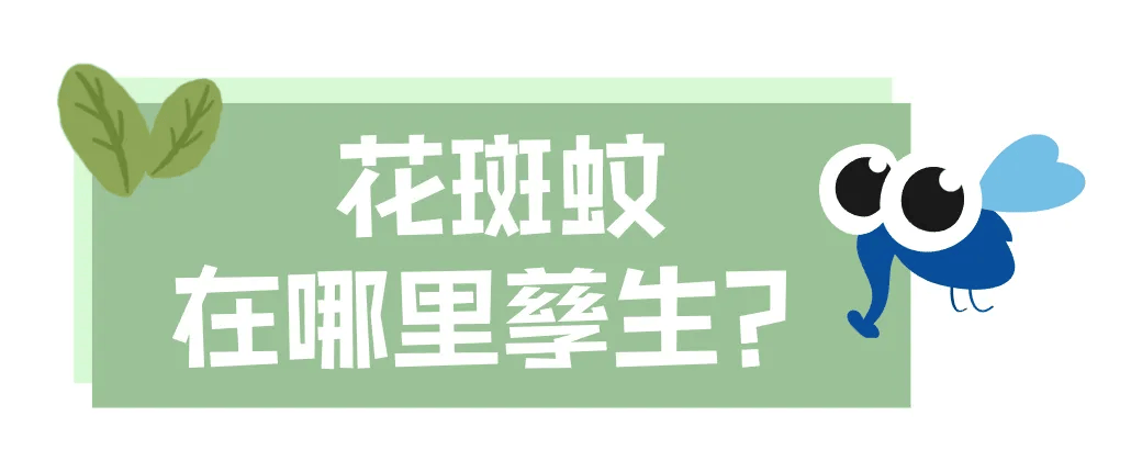 皇冠信用网账号注册
_家里的这几个地方皇冠信用网账号注册
,正悄悄“养”出花斑蚊!快自查→