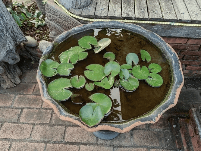 皇冠信用网账号注册
_家里的这几个地方皇冠信用网账号注册
,正悄悄“养”出花斑蚊!快自查→