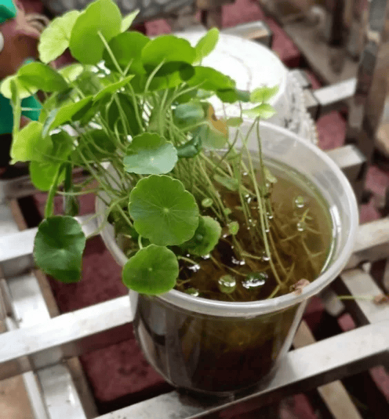 皇冠信用网账号注册
_家里的这几个地方皇冠信用网账号注册
,正悄悄“养”出花斑蚊!快自查→