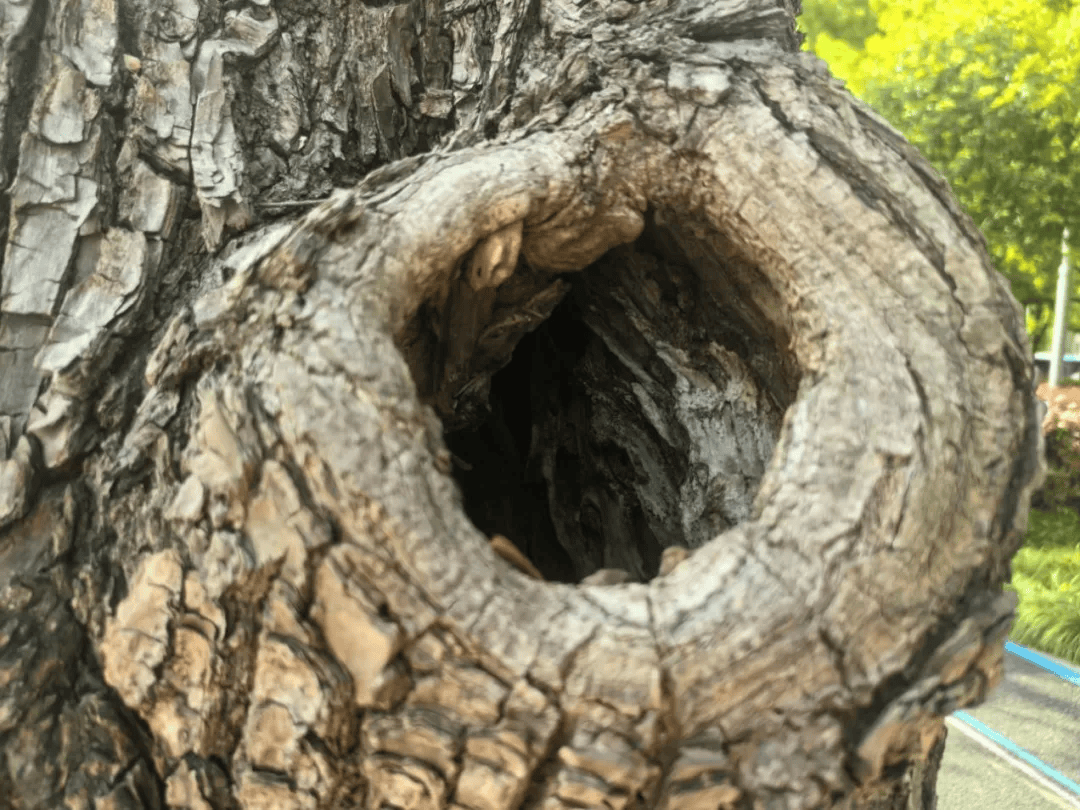 皇冠信用网账号注册
_家里的这几个地方皇冠信用网账号注册
,正悄悄“养”出花斑蚊!快自查→