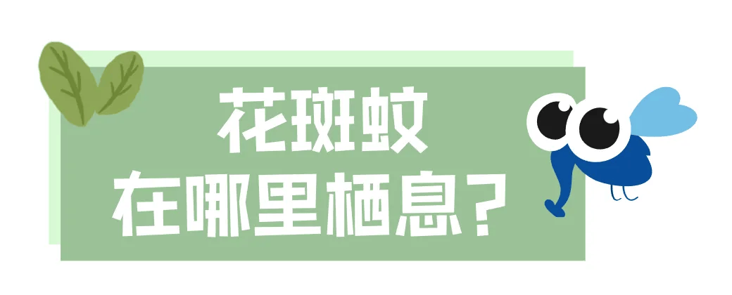皇冠信用网账号注册
_家里的这几个地方皇冠信用网账号注册
,正悄悄“养”出花斑蚊!快自查→