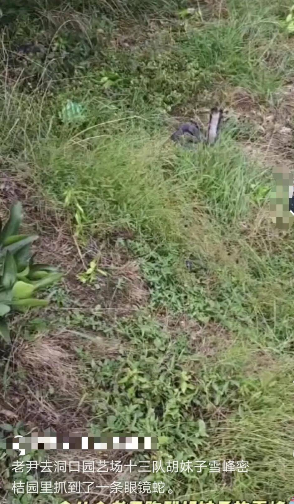 皇冠信用网可以占几成
_已组织10多人寻找！湖南邵阳一男子直播挖蛇时被咬皇冠信用网可以占几成
，拒打血清后失联