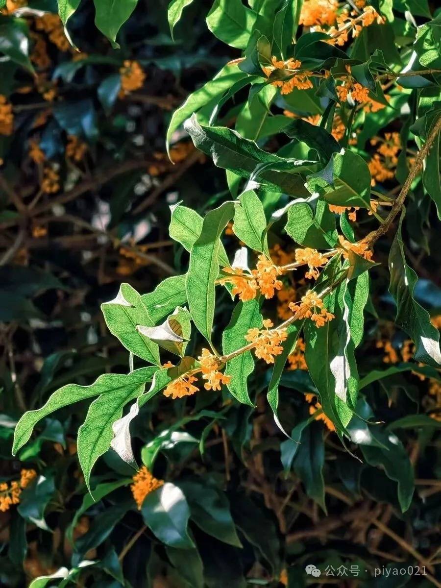 皇冠信用网会员
_这两天皇冠信用网会员
，上海满城都是！千万不要随便吃，容易中毒……